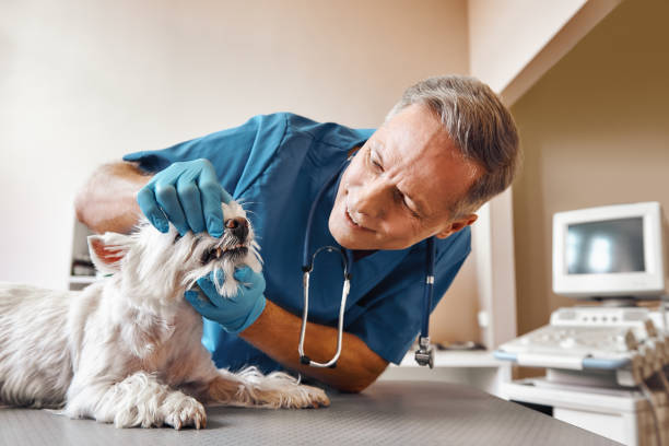 Best Pediatric Emergency Dentist in Bangor, MI